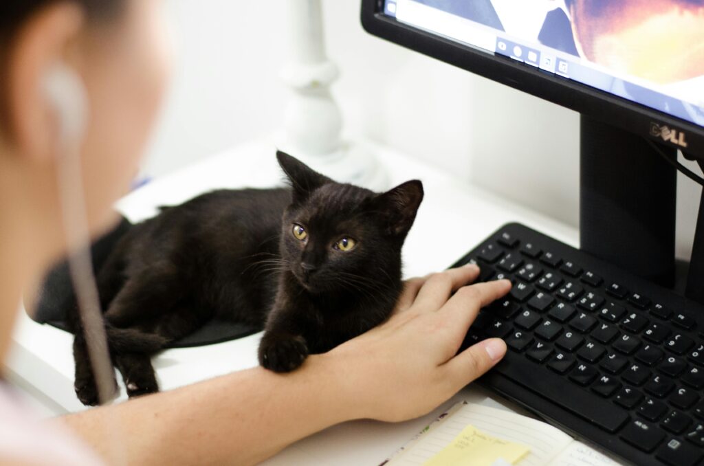 Imagem de uma mulher mexendo no computador. Em cima da mesa, está um gato preto. Foto: Pexels.